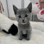 128 Eska (PL) purebred Russian blue female kitten